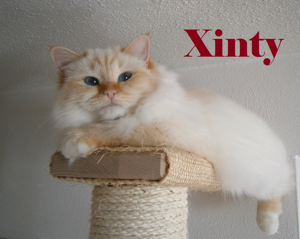 Xinty the cosy One