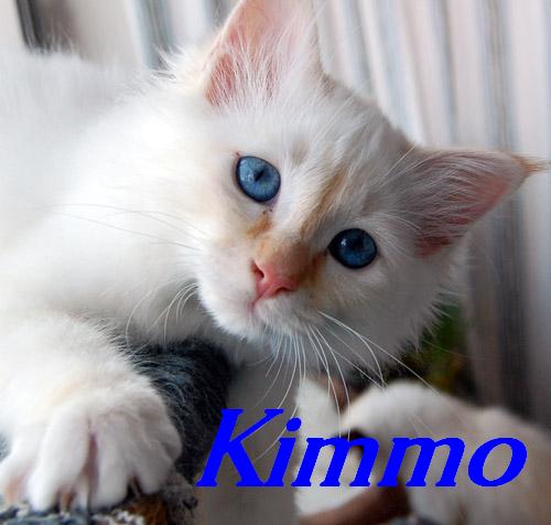 Kimmo, Red Tabby Point
