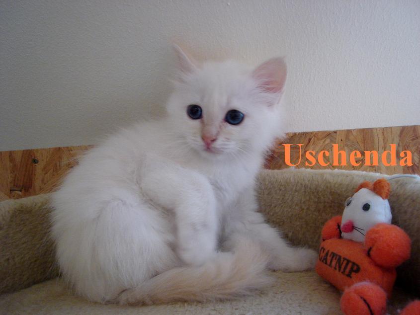 Uschi (Uschenda), Cream Tabby Point, klein