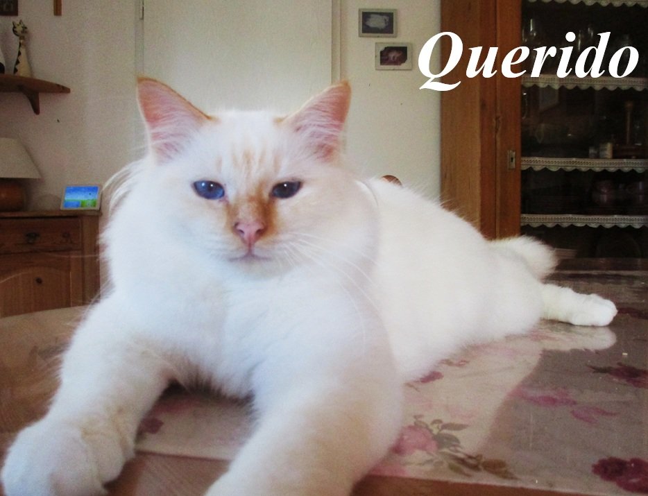 Querido the cosy Beauty