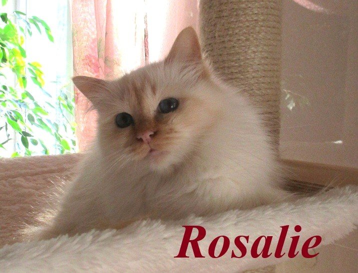 Rosalie