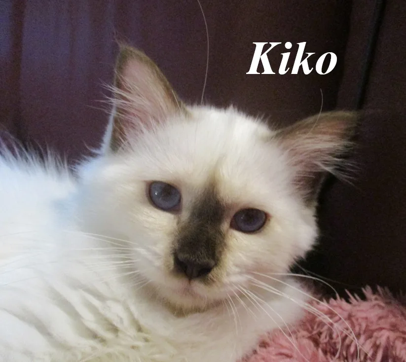 Kiko von den Ferrerocats