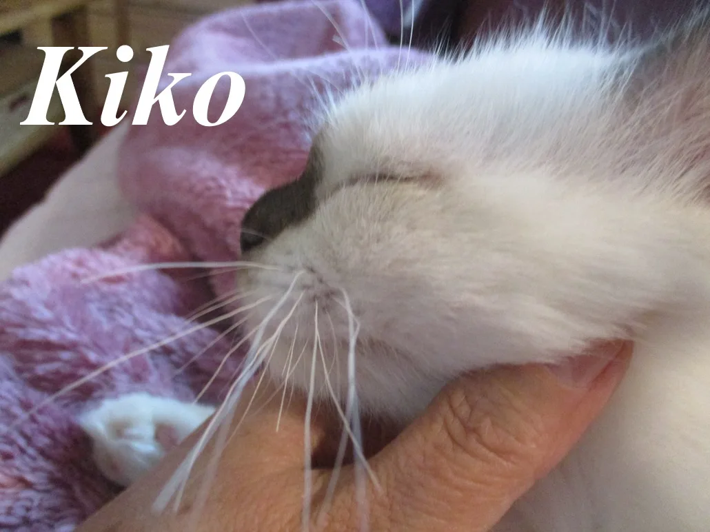 Kiko von den Ferrerocats – Birma (Heilige Birma), Chocolate Point – Foto 2