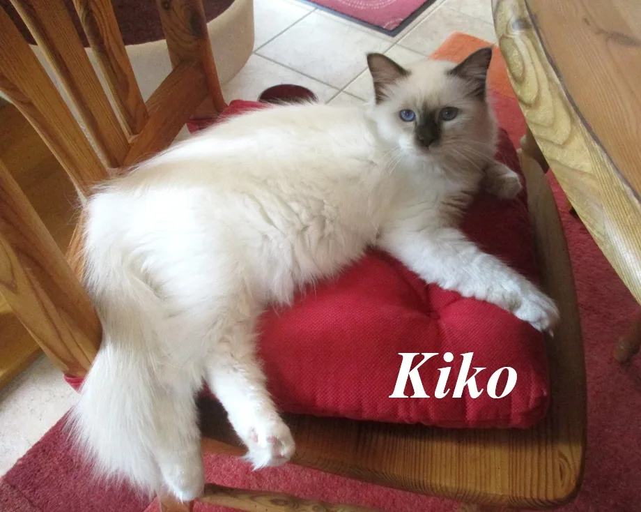 Kiko von den Ferrerocats – Birma (Heilige Birma), Chocolate Point – Foto 3