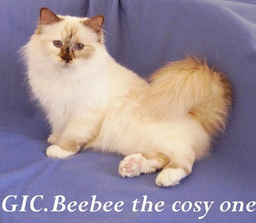 Beebee the cosy One – Heilige Birma, Chocolate Tortie Point – Foto 4