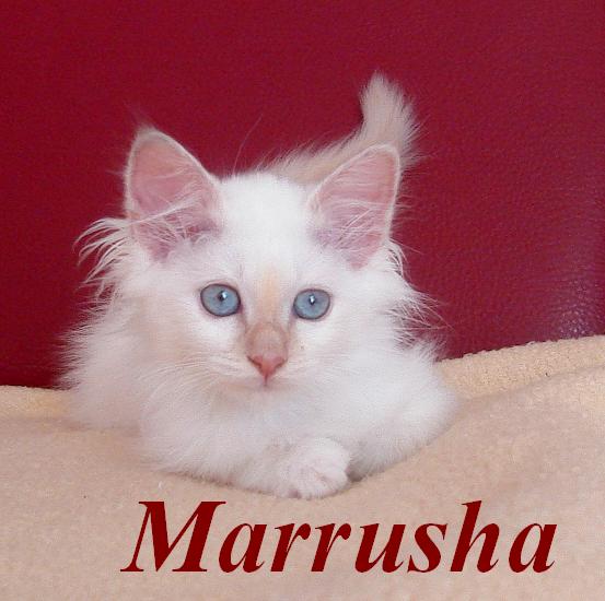 Marrusha