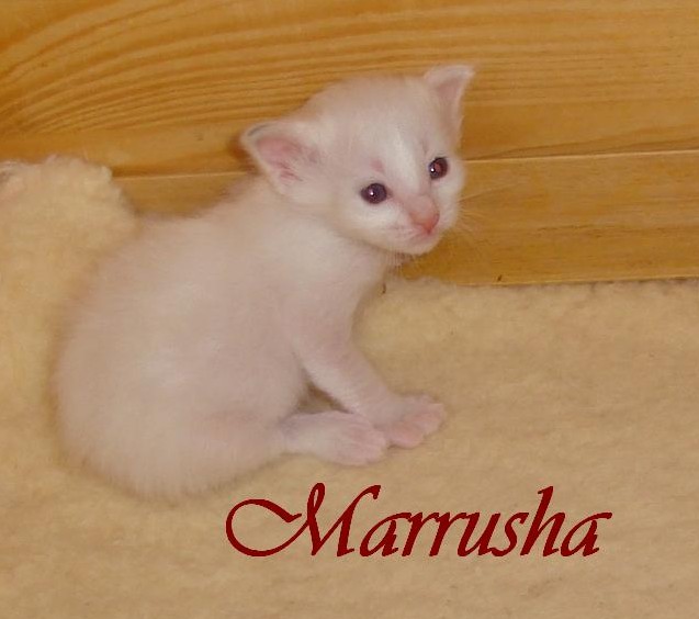 Marrusha – Chaton Birman (Sacré de Birmanie) – Photo 4