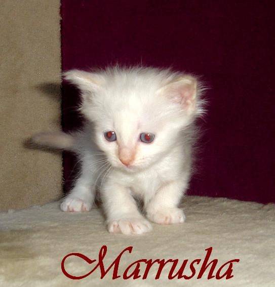 Marrusha – Chaton Birman (Sacré de Birmanie) – Photo 3