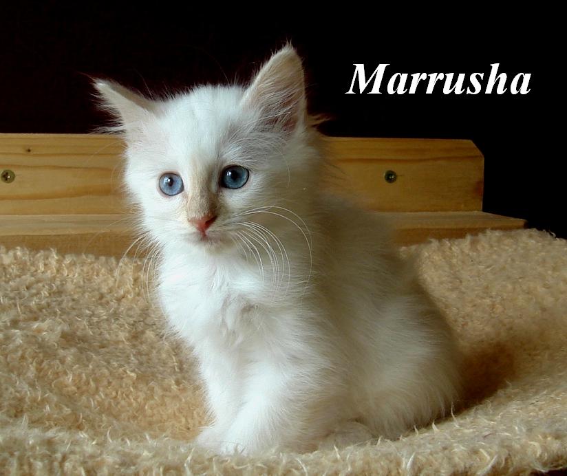 Marrusha – Chaton Birman (Sacré de Birmanie) – Photo 2