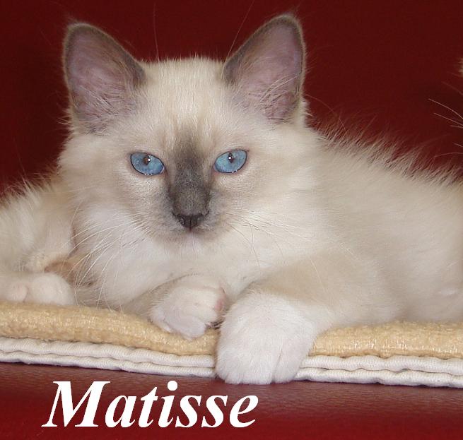 Matisse