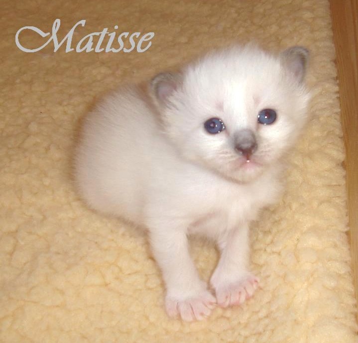 Matisse – Birma (Heilige Birma) Kitten – Foto 4