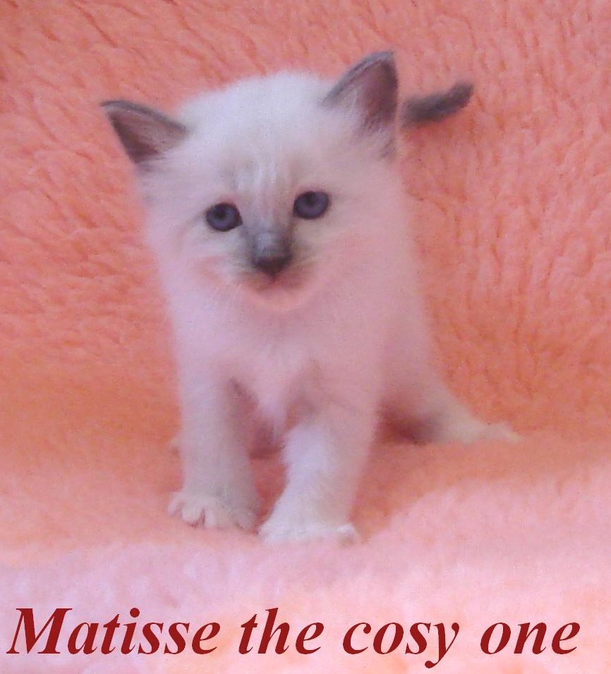 Matisse – Birma (Heilige Birma) Kitten – Foto 3