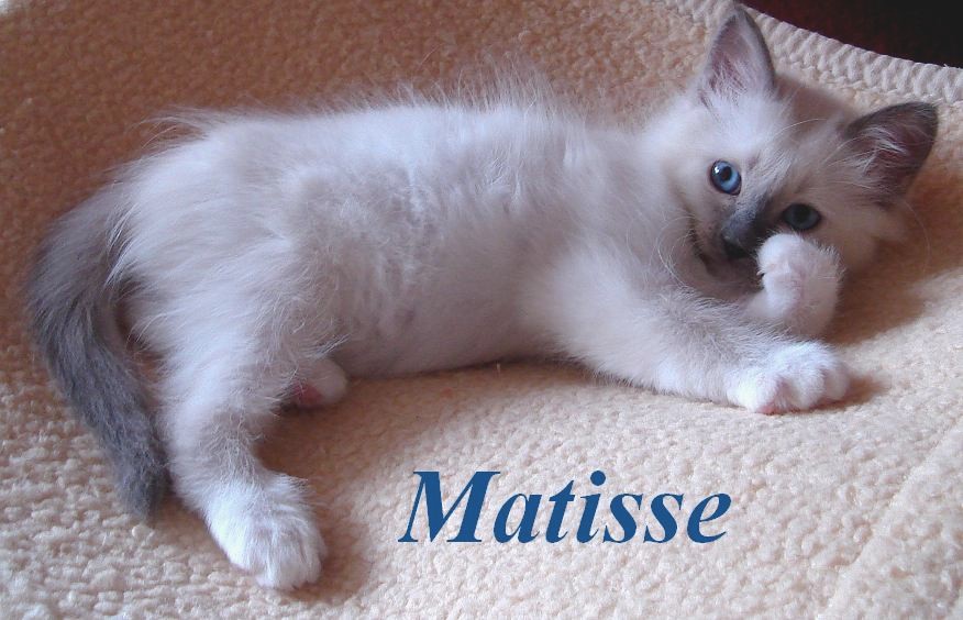 Matisse – Birma (Heilige Birma) Kitten – Foto 2