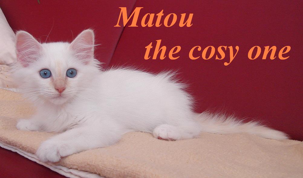 Matou the cosy one