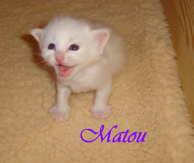 Matou the cosy one – Birma (Heilige Birma) Kitten – Foto 4