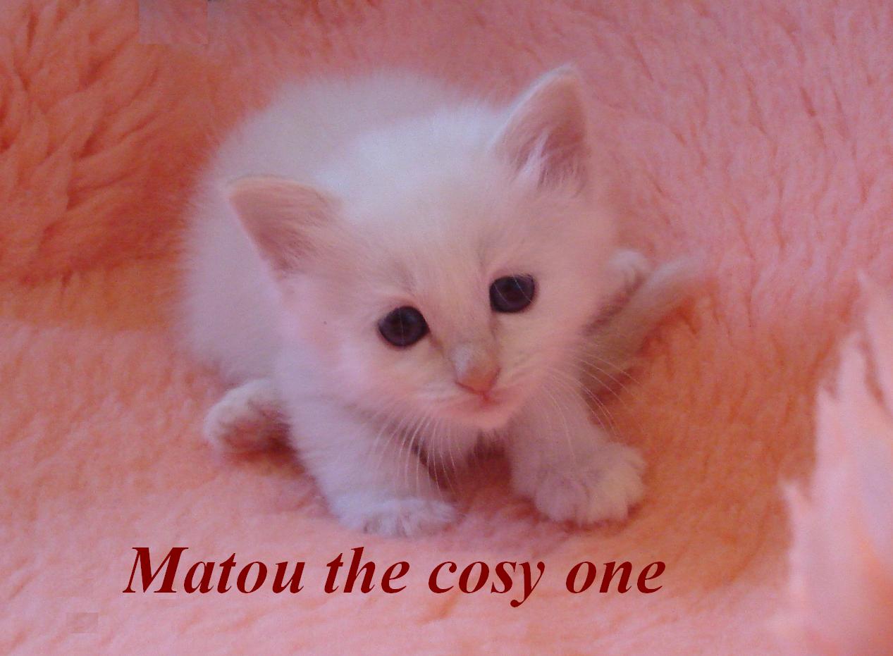 Matou the cosy one – Birma (Heilige Birma) Kitten – Foto 3