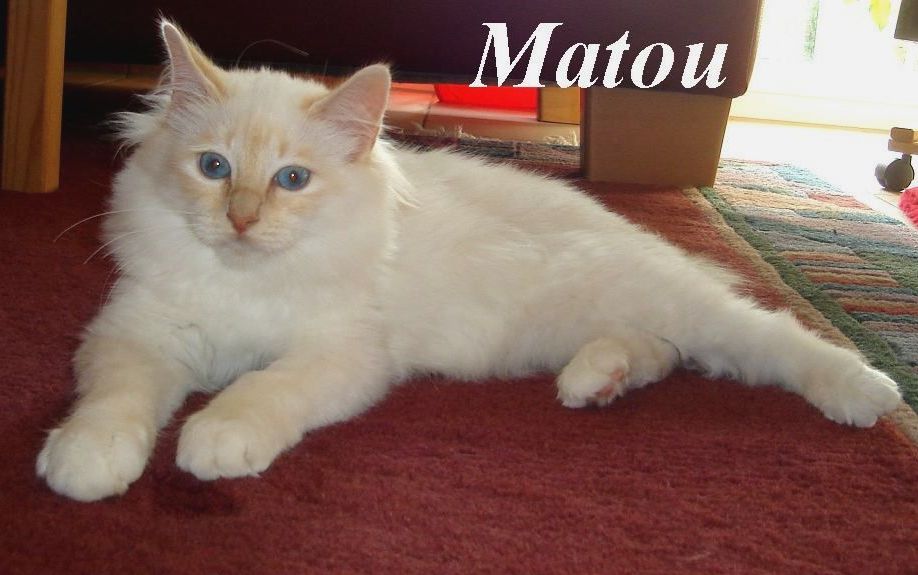 Matou the cosy one – Heilige Birma, Cream Point – Foto 2