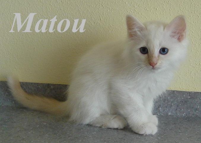Matou the cosy one – Birma (Heilige Birma) Kitten – Foto 2