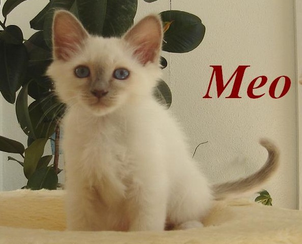 Meo