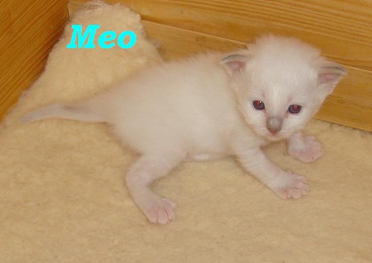 Meo – Birma (Heilige Birma) Kitten – Foto 4