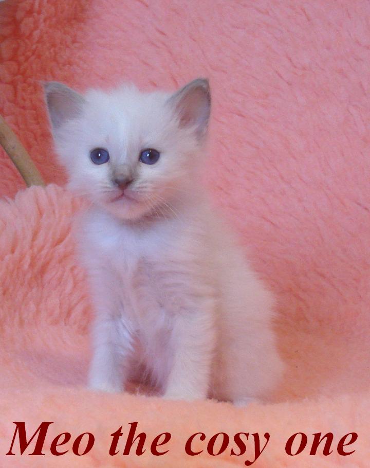 Meo – Birma (Heilige Birma) Kitten – Foto 3