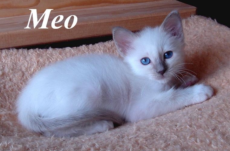 Meo – Birma (Heilige Birma) Kitten – Foto 2
