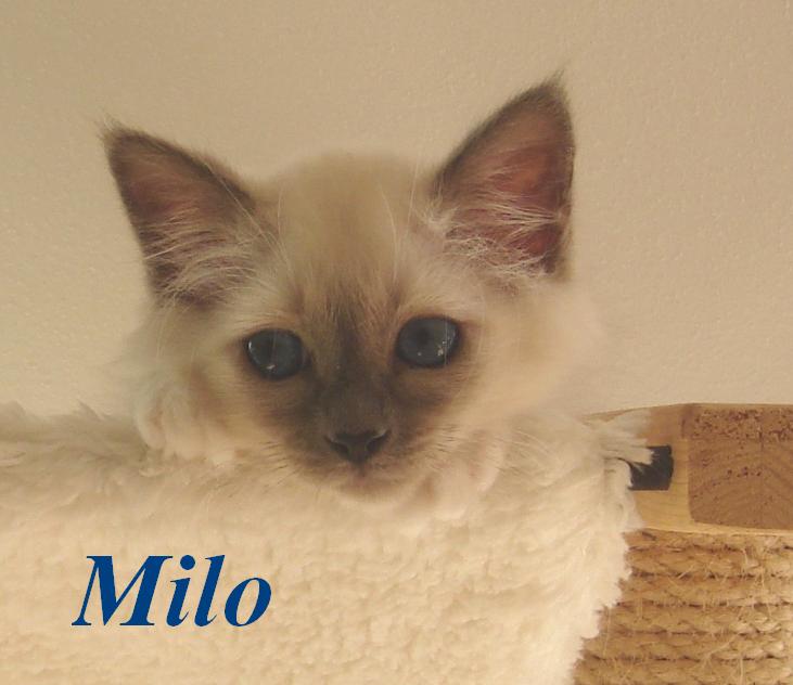 Milo