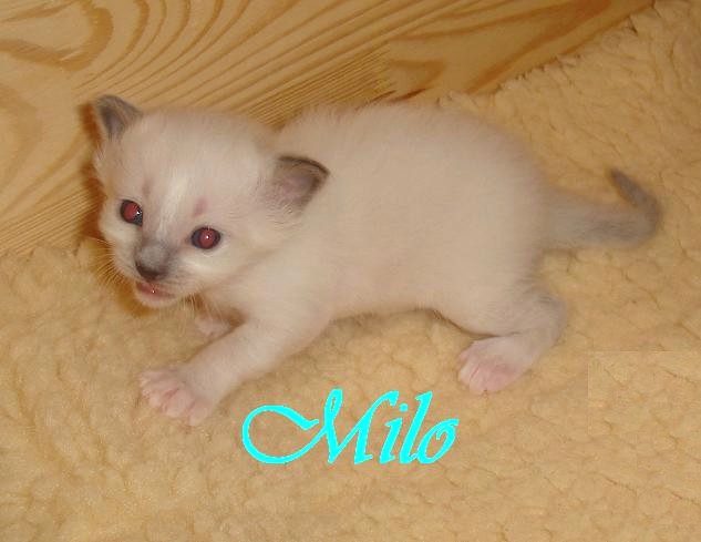 Milo – Sacré de Birmanie, chaton – Photo 4