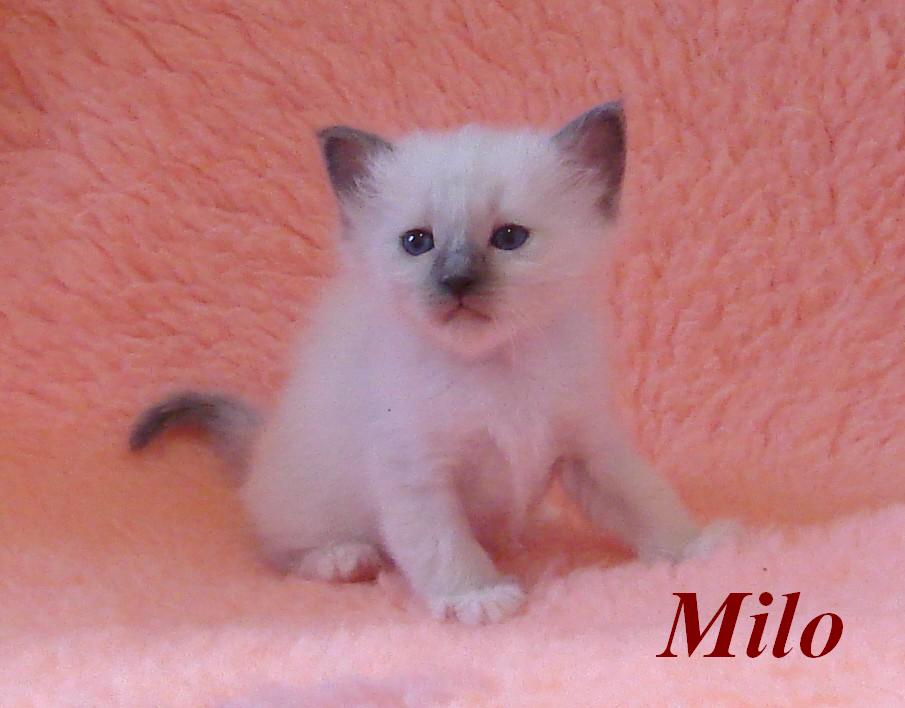 Milo – Sacré de Birmanie, chaton – Photo 3