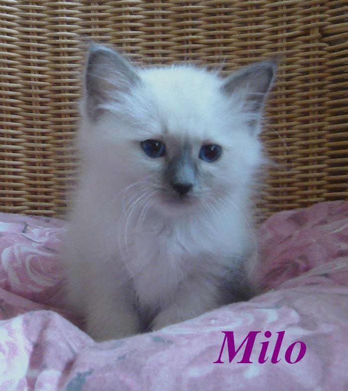 Milo – Sacré de Birmanie, chaton – Photo 2