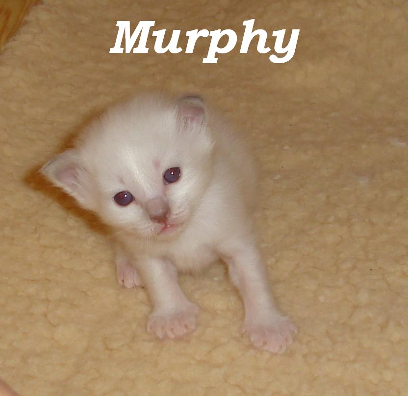 Murphy – Birman (Sacred Cat of Burma) kitten – Photo 5