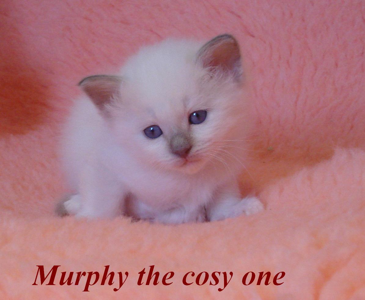 Murphy – Birman (Sacred Cat of Burma) kitten – Photo 4