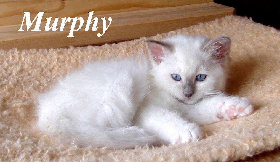 Murphy – Birman (Sacred Cat of Burma) kitten – Photo 3