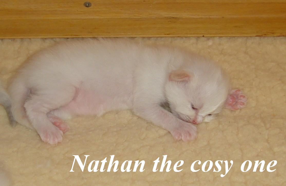 Nathan – chaton Sacré de Birmanie – Photo 4