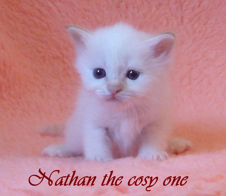 Nathan – chaton Sacré de Birmanie – Photo 3