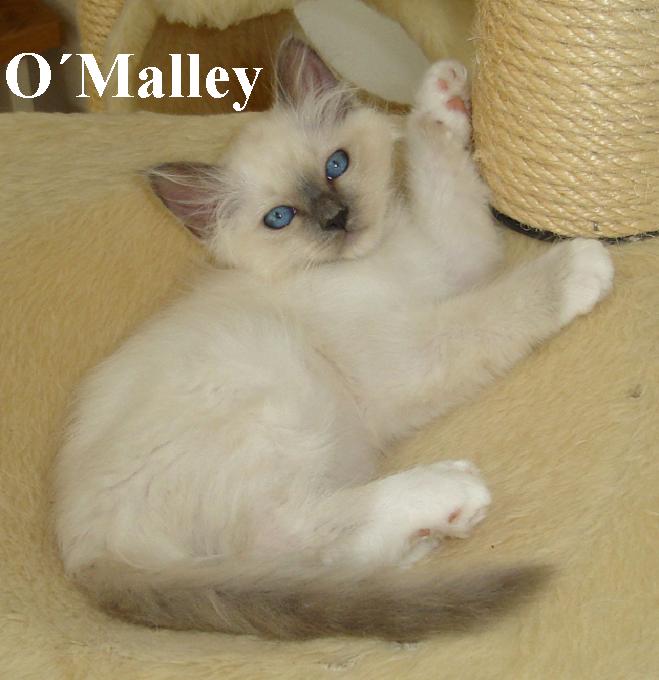 O´Malley – Birma (Heilige Birma) Kitten – Foto 2