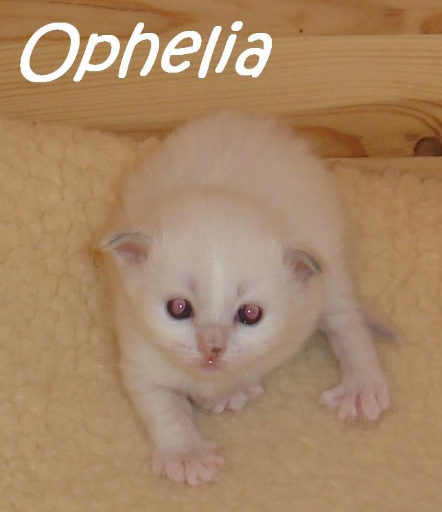 Ophelia – Birma (Heilige Birma) Kitten – Foto 3