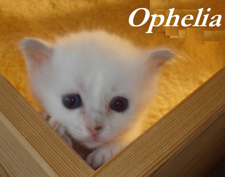 Ophelia – Birma (Heilige Birma) Kitten – Foto 2