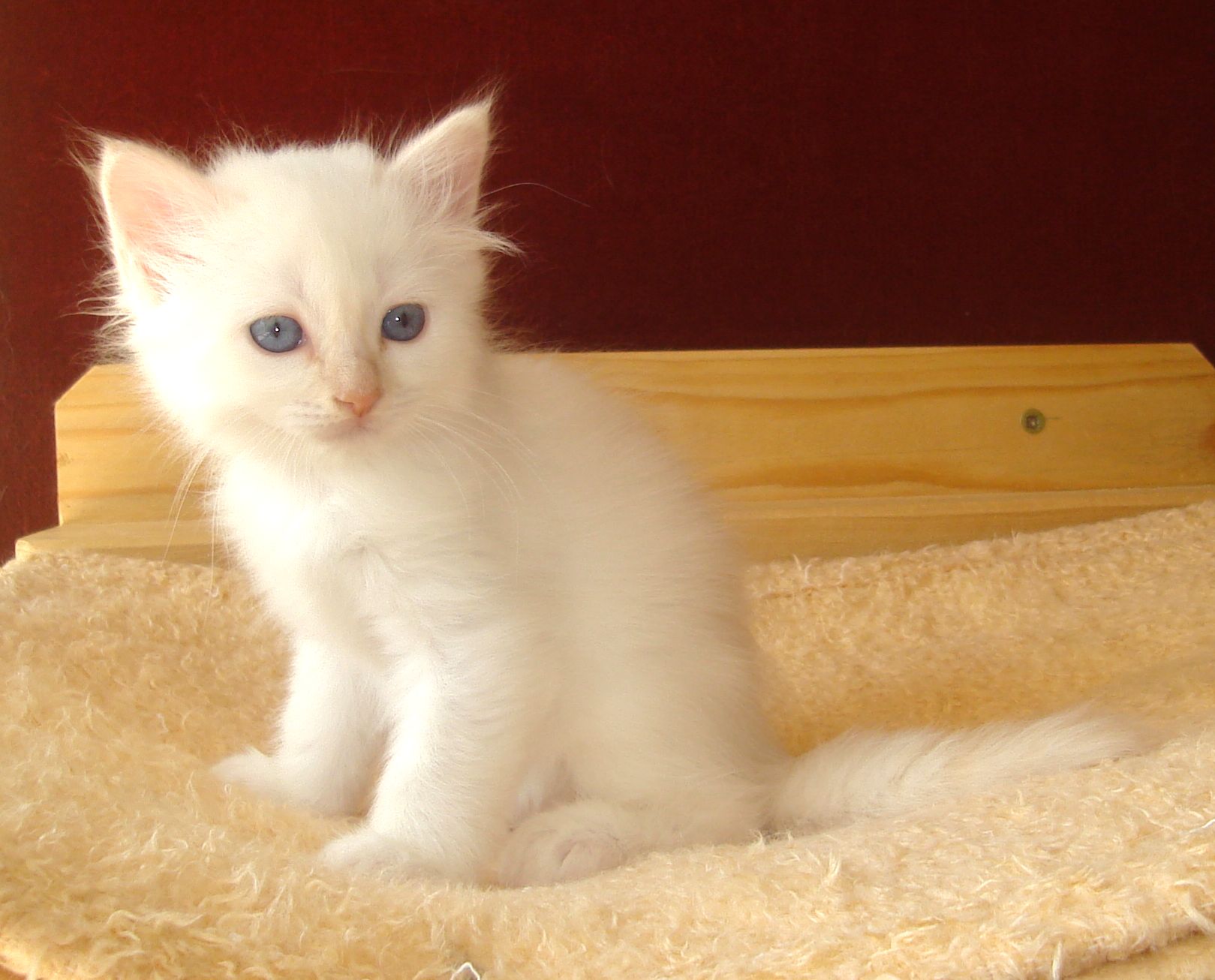 Ozzy the cosy One – chaton Sacré de Birmanie – Photo 2