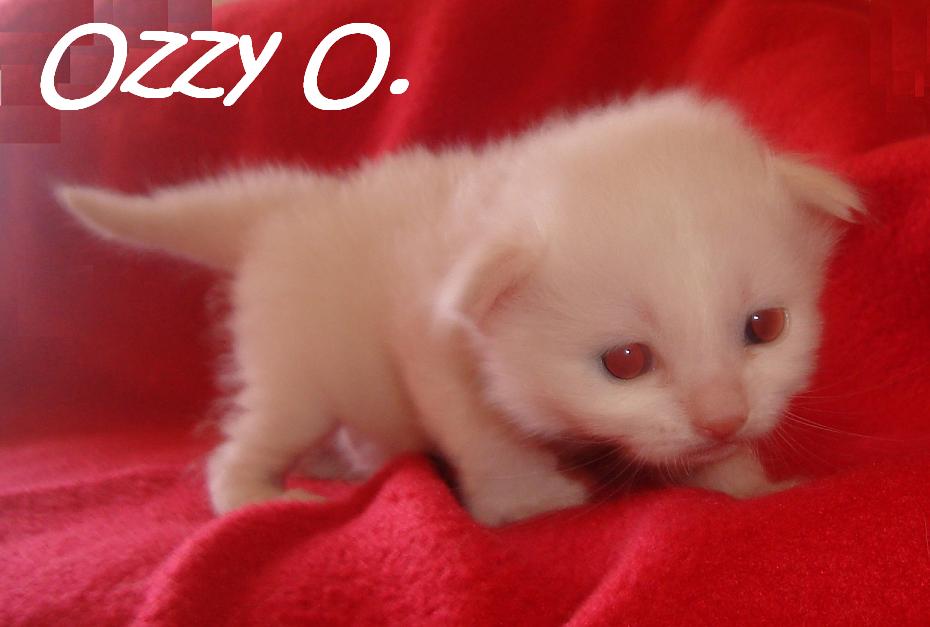 Ozzy the cosy One – chaton Sacré de Birmanie – Photo 4