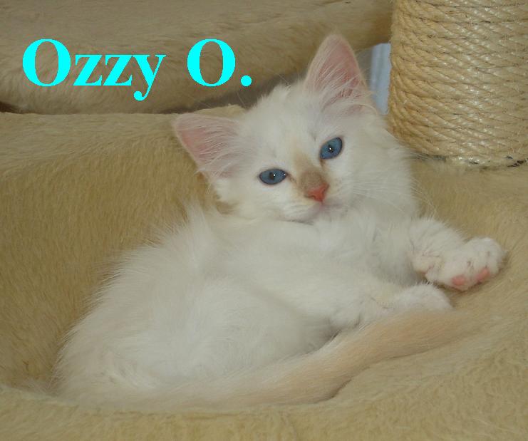 Ozzy the cosy One