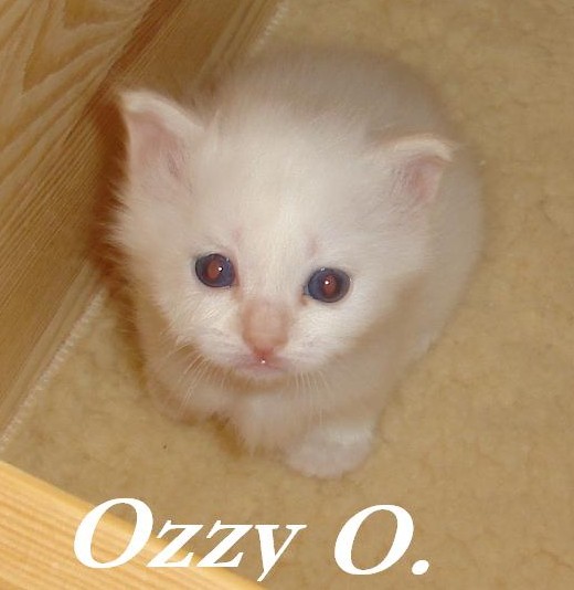 Ozzy the cosy One – Heilige Birma, Cream Point – Foto 5