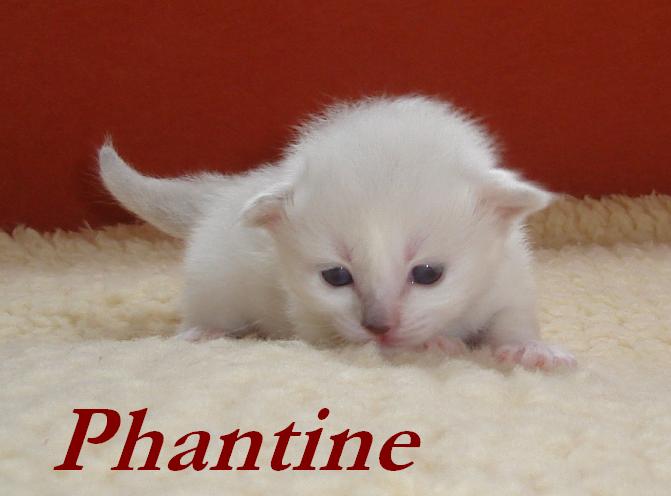 Phantine