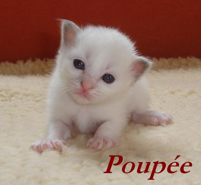 Poupee – Birma (Heilige Birma) Kitten – Foto 2