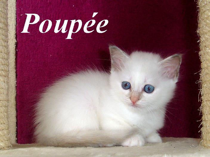 Poupee