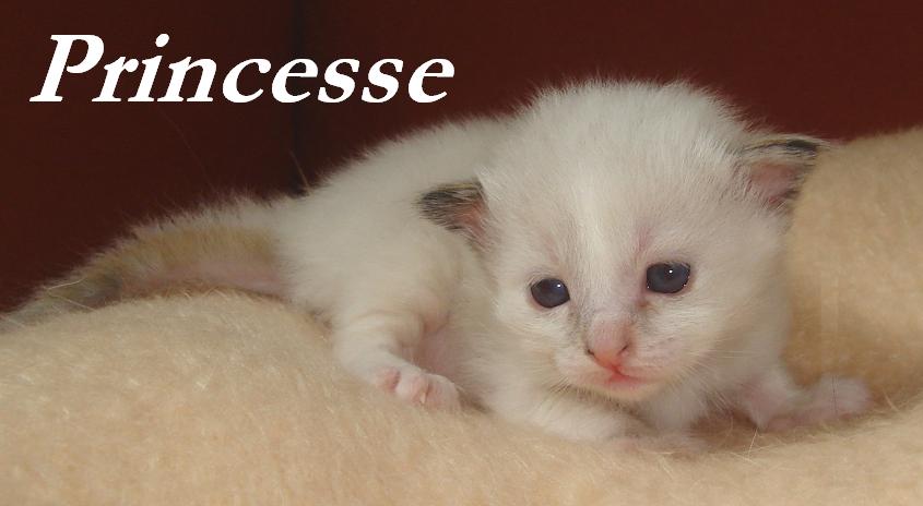 Princesse – Birma (Heilige Birma) Kitten – Foto 2