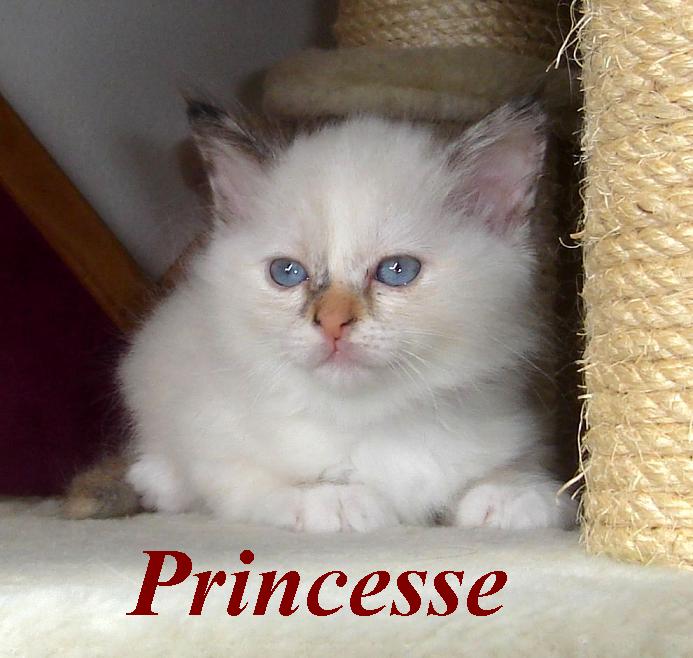 Princesse