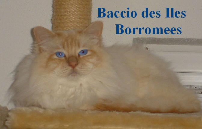 F* Baccio des Iles Borromees – Heilige Birma, Cream Point – Foto 2