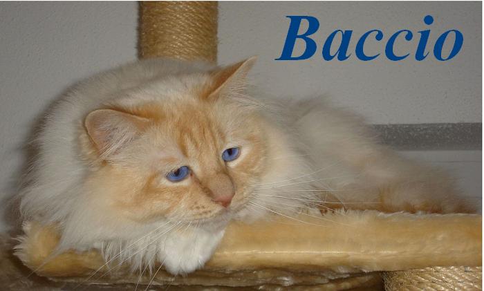 F* Baccio des Iles Borromees – Heilige Birma, Cream Point – Foto 3