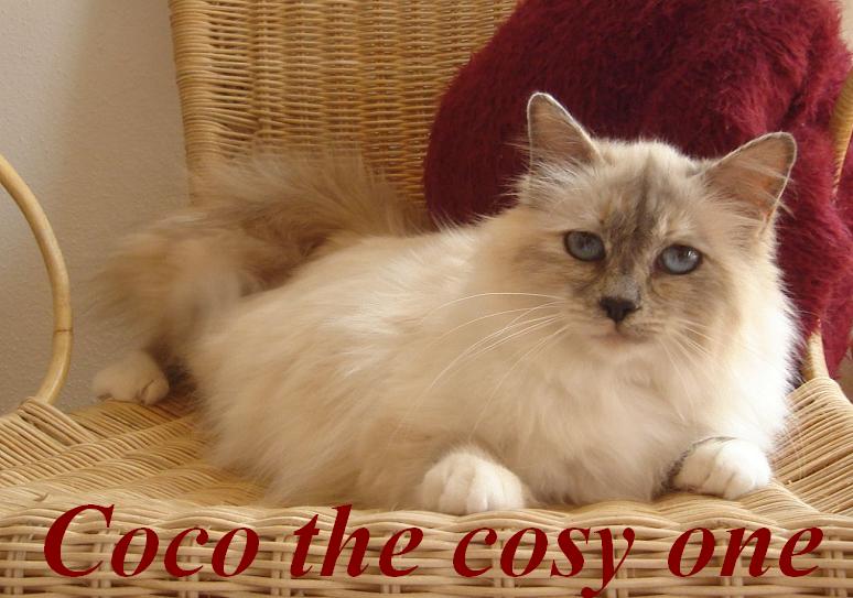 Coco the cosy One – Sacré de Birmanie, Blue Tortie Point – Photo 2